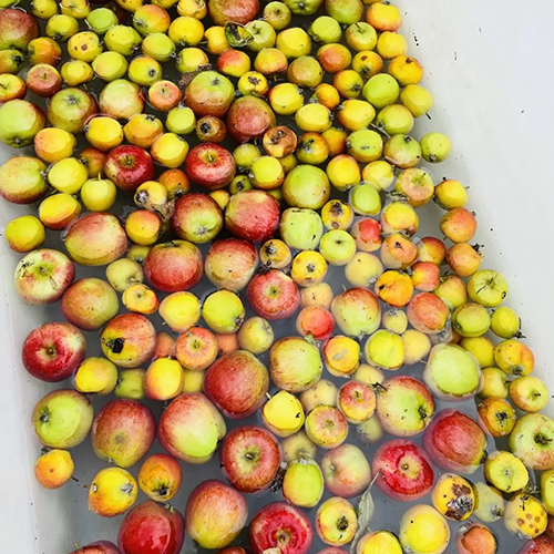Apple Day at Brading Roman Villa