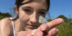 The Big Butterfly Count