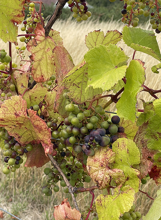 The Vinalia Rustica: A Roman Celebration of Wine