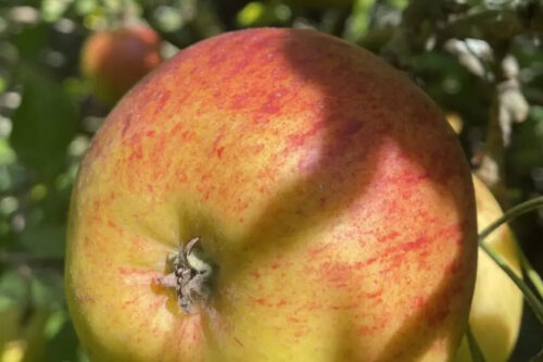 Apple Day at Brading Roman Villa