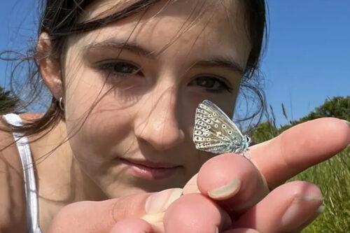 The Big Butterfly Count
